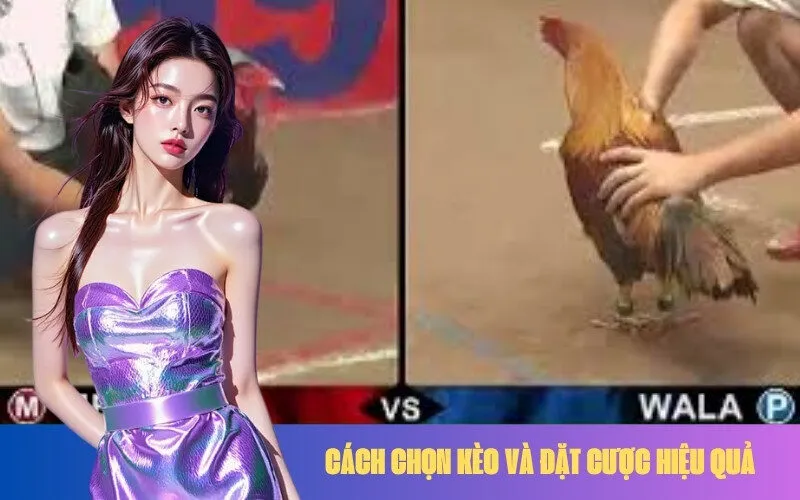 Cách chọn kèo và đặt cược hiệu quả