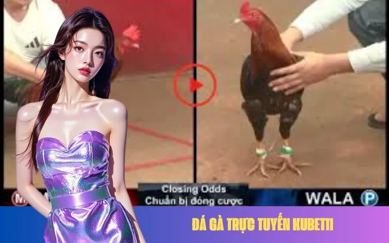 Đá Gà Trực Tuyến Kubet11