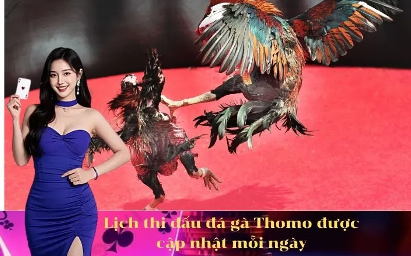 Lịch thi đấu đá gà Thomo được cập nhật mỗi ngày